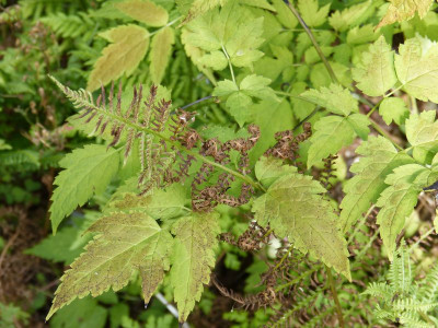 2016-07-31 Athyrium.jpg