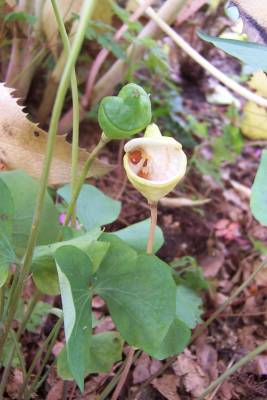 Jeffersonia_diphylla.jpg