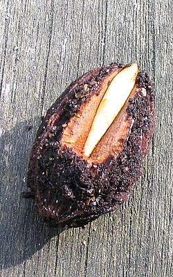 Samen_von_Davidia_involucrata_fars.jpg