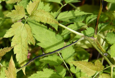 2016-07-31 Actaea pachypoda 2.jpg