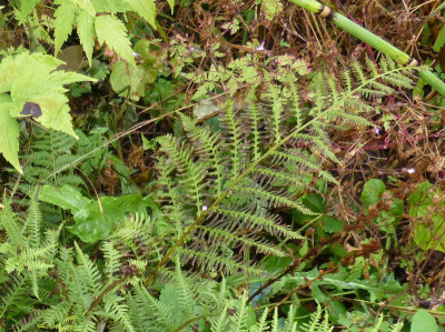 2016-07-27 Farne Athyrium.jpg
