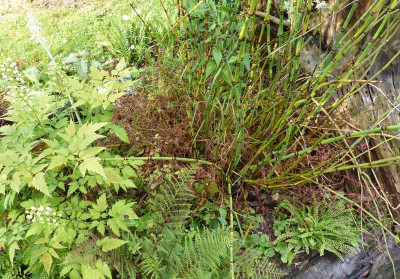 2016-07-27 Equisetum hyemale.jpg