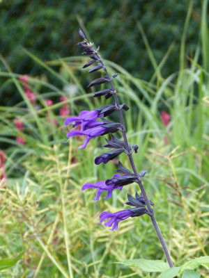 2016-07-31 Salvia 'Amistad'.jpg