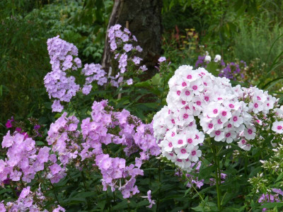 2016-07-31 Phlox 'Silberlachs' - 'Kirmesländler' - 'Königin der Nacht'.jpg