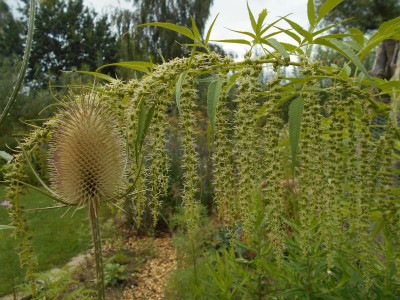 Datisca cannabina.JPG