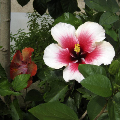IMG_0176 Moorea Rita Brandons Blush.jpg