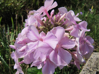 Phlox Rosa Pastell.JPG