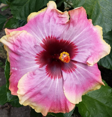 Dalens Joyful Summer_Halbzeit.JPG