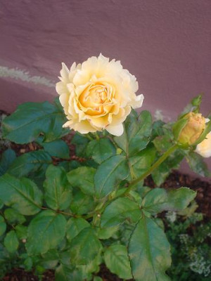 I.HopeHerbst.JPG