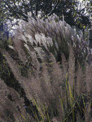 misc0125.jpg