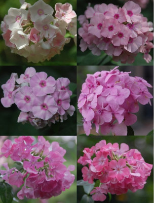 Phlox.jpg