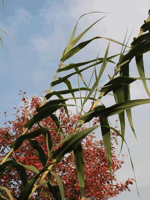 donax0014.jpg