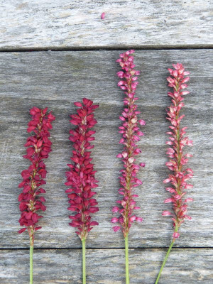 2016-08-01 Persicaria 'J.S. Caliente' - 'Blackfield' - Sämling - 'Orangefield'.jpg