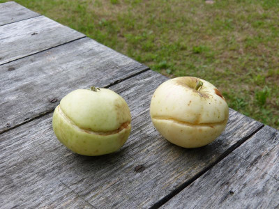 2016-08-01 Äpfel.jpg