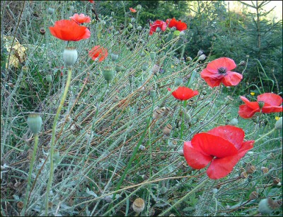 Mohn_im_Oktober.jpg