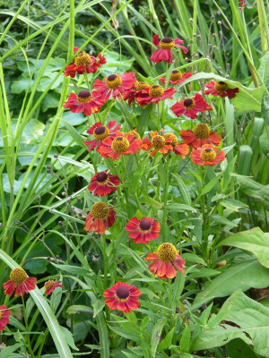 2016-08-01 Helenium 1.jpg