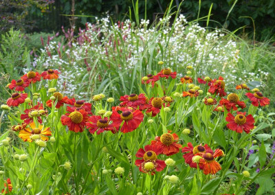 2016-08-01 Helenium 2.jpg