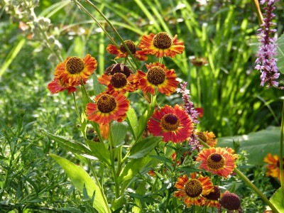 2016-08-01 Helenium 4.jpg