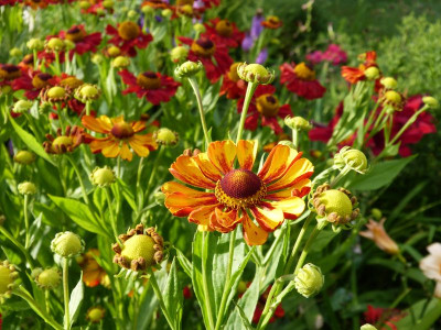 2016-08-01 Helenium 5.jpg