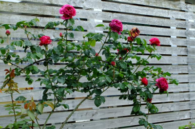 DSCF1671.JPG