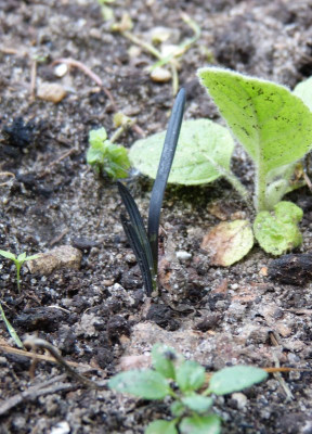 2016-08-01 Ophiopogon nigrescens.jpg