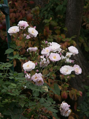 Multiflore-de-Vaumarcus-10-06.jpg