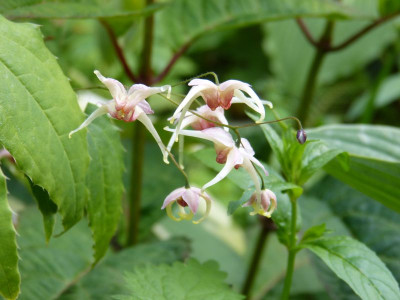 2016-08-01 Epimedium 'Pink Champagne'.jpg