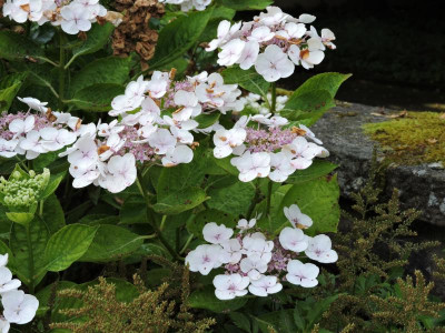 DSCN5356.JPG