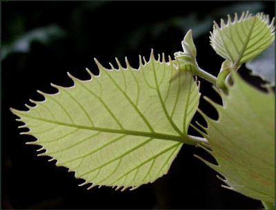 Tilia.JPG