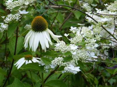 2016-08-01 Gartenimpressionen.jpg