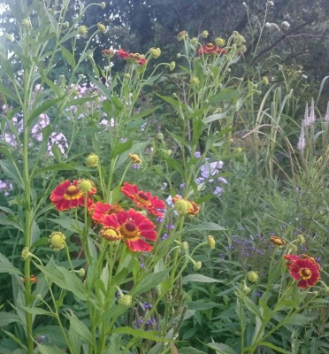 _20160802_095309.JPG