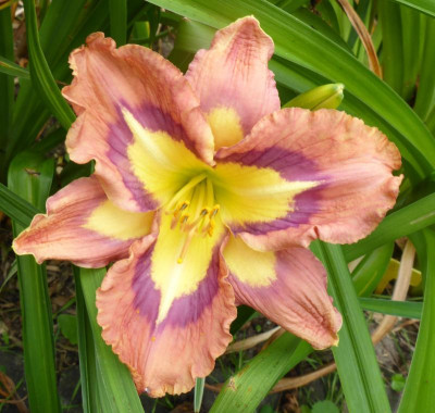 A Bodacious Pattern 2016.jpg