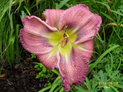 Smlg SFFxGEI purpurrosa 2016.jpg