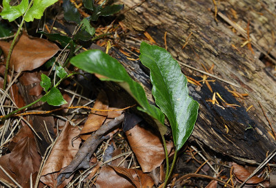_DSC9572.jpg