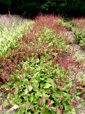 Persicaria-Sichtung.jpg