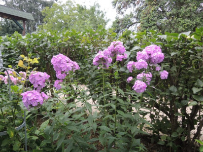 DSCN1146_1695.JPG