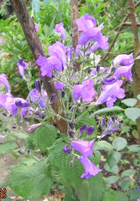 Strobilanthes___a.jpg