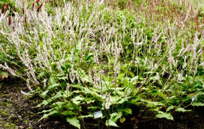 Persicaria Fat White