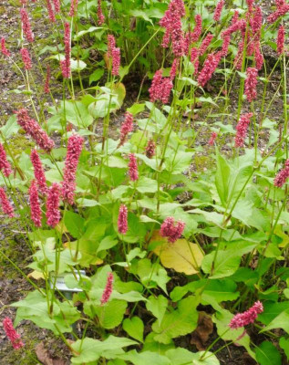 Persicaria 'Dikke Floskes'.jpg