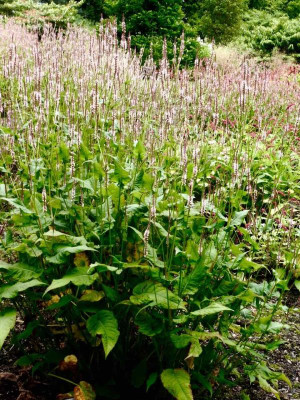 Persicaria 'Endless Beauty'.jpg