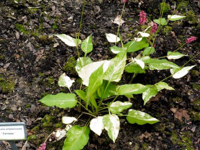 Persicaria 'Fantasy'.jpg