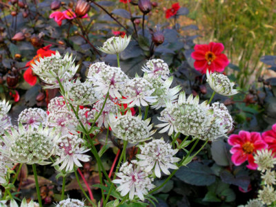 Astrantia_mit_Mount_Noddy.jpg