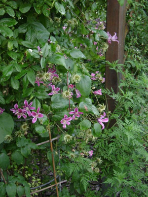 Cl._tex_Peveril_Profusion.JPG
