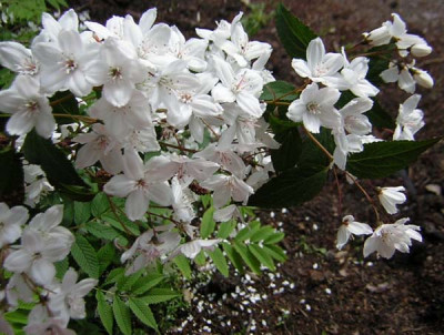 Deutzia_elegantissima_Fasciculata.jpg
