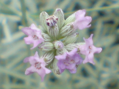 lavendel_rosenbegleiter_oktober.JPG