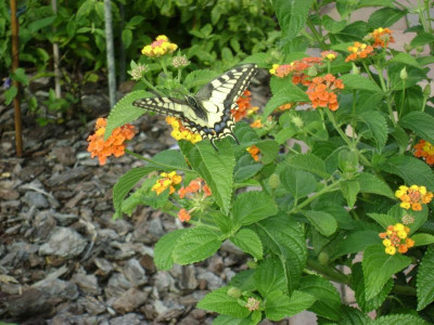 DSC09841.JPG
