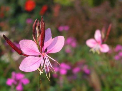 Gaura-Siskyou-Pink.jpg