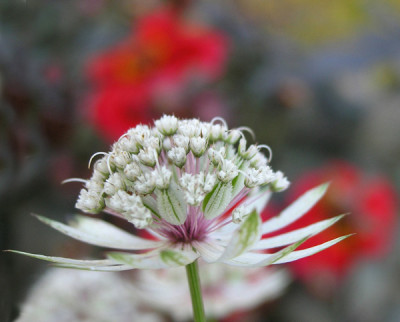 Astrantia-vor-Mount-Noddy.jpg