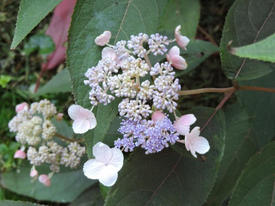 DSCN5460.JPG