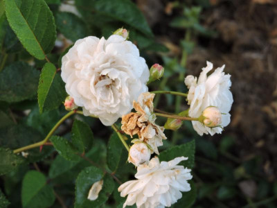 DSCN5480.JPG